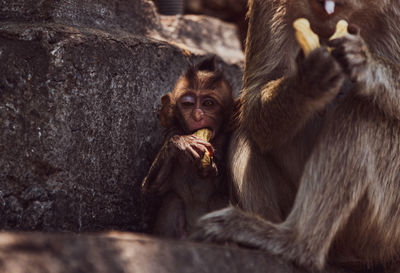 Portrait of monkey eating in zoo