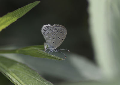 Close-up of butterfly on plant