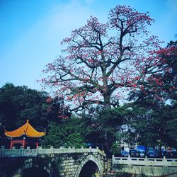 Low angle view of flower tree in city against sky