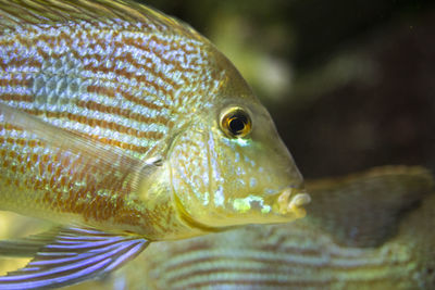 Close-up of fish swimming in sea