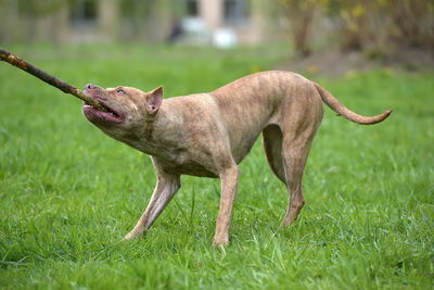 Full length of a dog on field