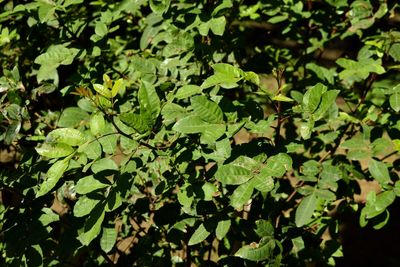 High angle view of leaves on field