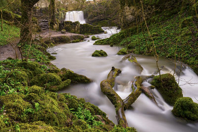 Scenic view of river flowing in forest
