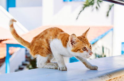 Cat on retaining wall