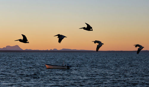 Pelicans flying over sea against sky during sunset