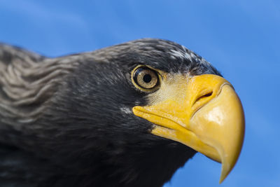 Close-up of eagle