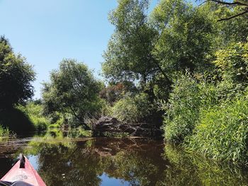 Trees by lake in forest against sky