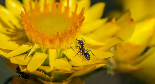 Close-up of bee pollinating on yellow flower