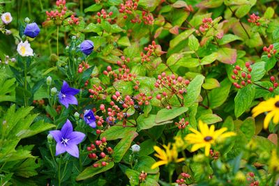 Close-up of purple flowering plants