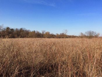 Scenic view of field against clear blue sky
