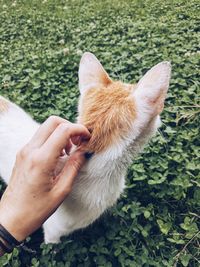 Close-up of cat on field