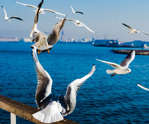 Seagulls flying over sea against sky