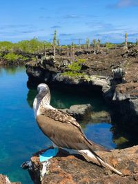 Close-up of eagle perching on rock by sea against sky