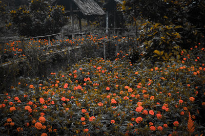 Flowering plants by trees during autumn