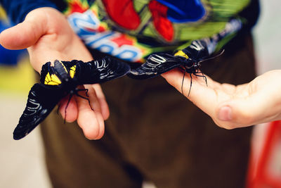 Close-up midsection of person holding butterflies