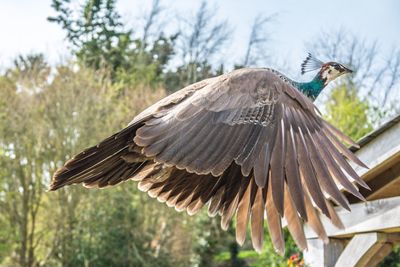 Low angle view of bird flying against sky