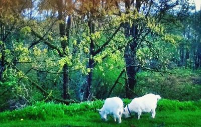 Trees on grassy field