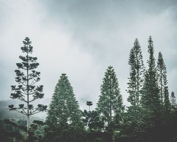 Low angle view of pine trees against sky