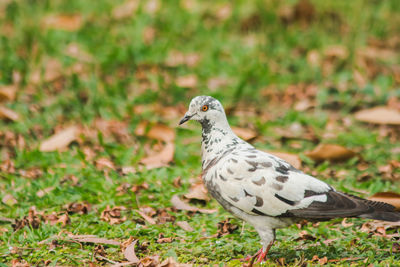 Close-up of a bird perching on a land