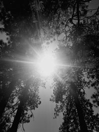 Low angle view of trees against sky