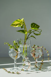 Young sprouts of epipremnum aureum, pilea libanensis, ficus pumila in glass jar over gray wall