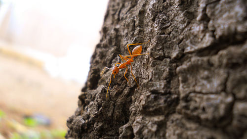 Close-up of insect on rock