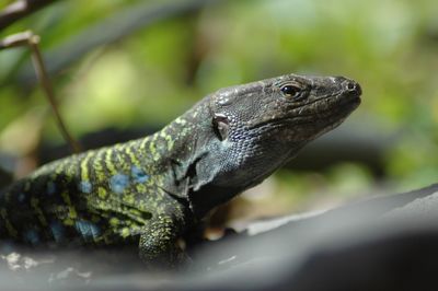 Close-up of iguana