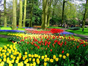 View of tulips in park
