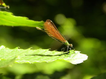 Close-up of butterfly on leaf