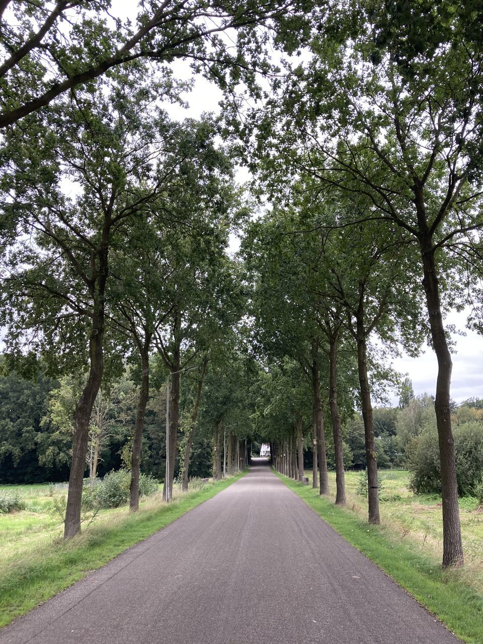 ROAD AMIDST TREES AND PLANTS