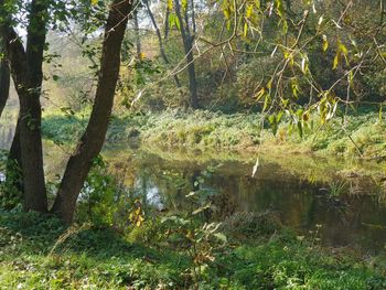 Scenic view of lake in forest