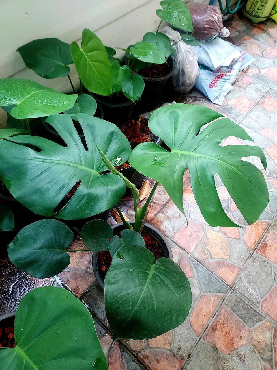 HIGH ANGLE VIEW OF GREEN LEAVES IN POTTED PLANT