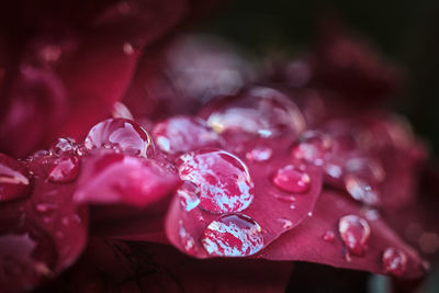 Close-up of raindrops on pink rose