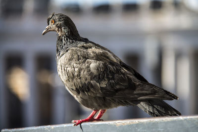 Close-up of bird perching outdoors