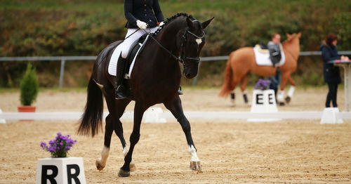 Horses running on field