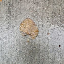 Close-up of dry leaf on wood