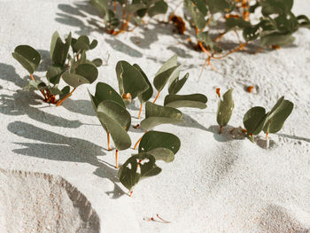 High angle view of flowering plant leaves on land