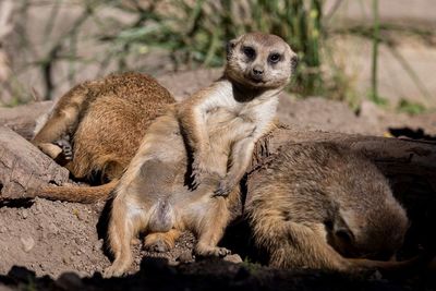 Portrait of a meerkat