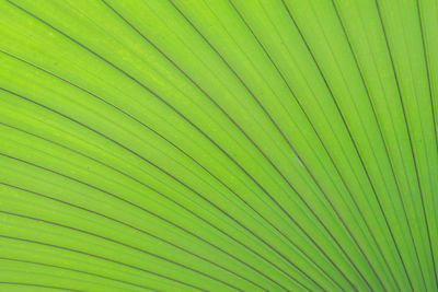 Full frame shot of palm leaves