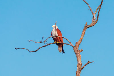 Low angle view of bird perching on tree against sky