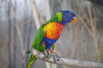 Close-up of parrot perching on branch