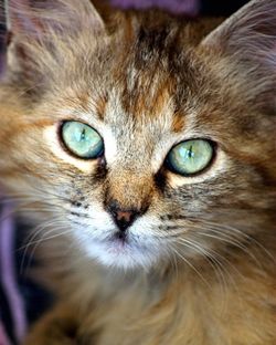 Close-up portrait of cat