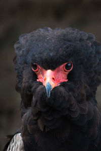 Close-up portrait of a bird