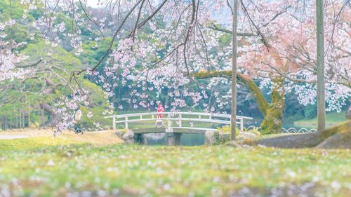 Flowers on tree
