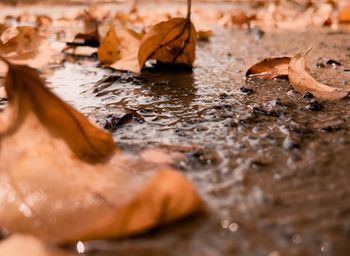 Close-up of autumn leaves in water