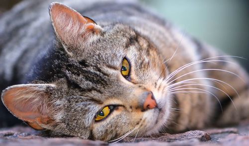 Close-up portrait of cat lying on street