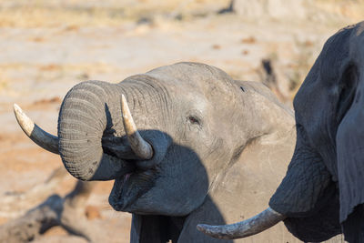 Close-up of elephant