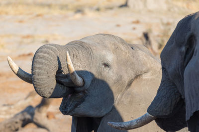 Close-up of elephants outdoors