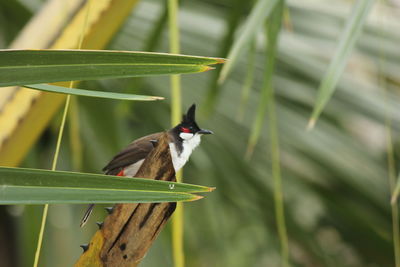 Close-up of bird perching on plant