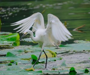 Close-up of white birds in lake